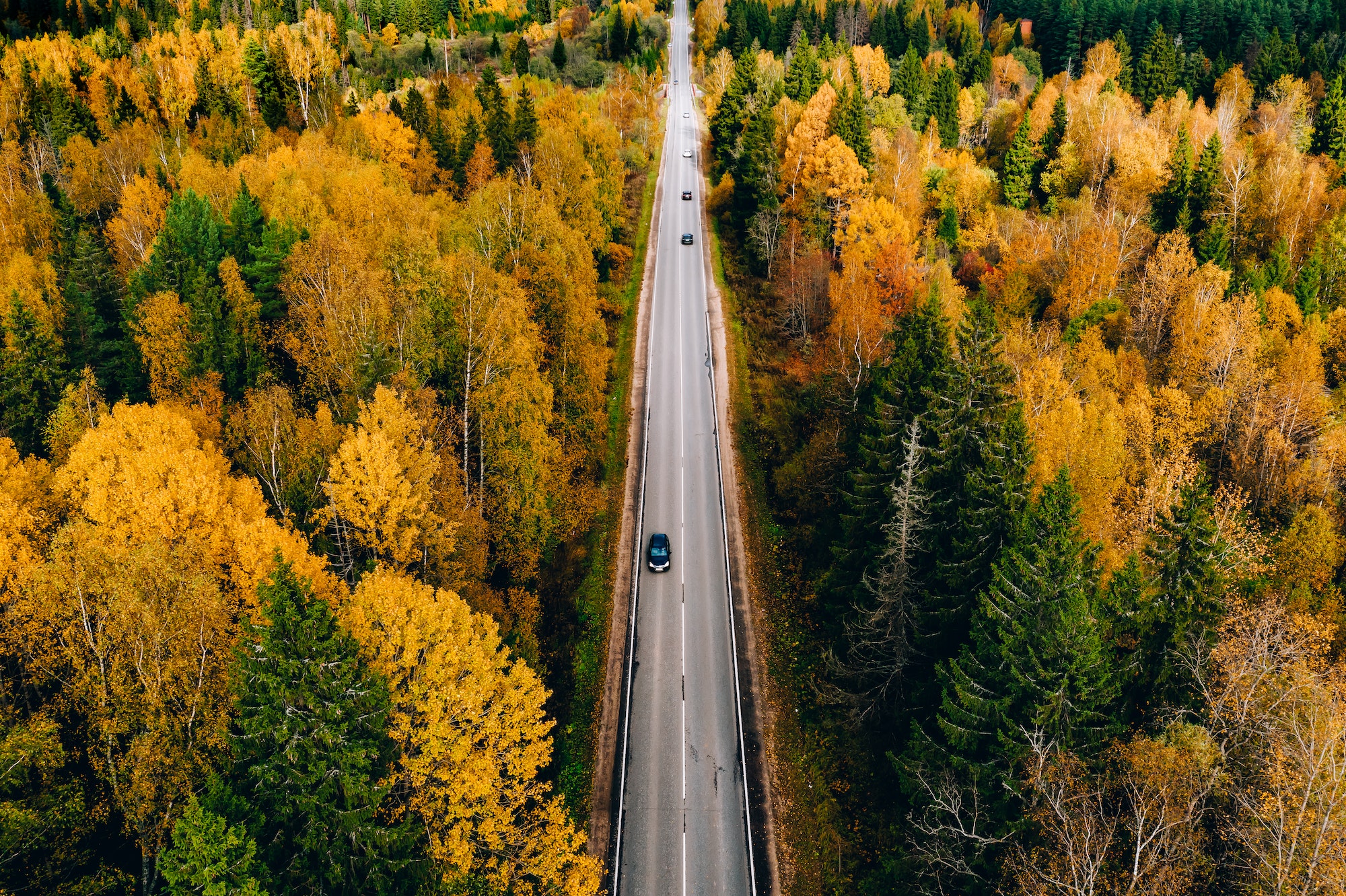 Une route traversant une forêt