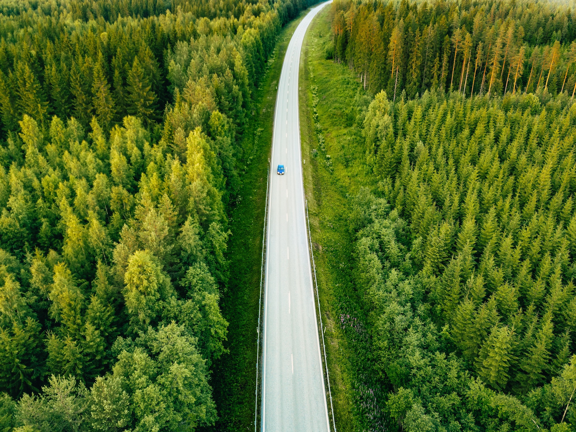 Route entourée d'une belle forêt