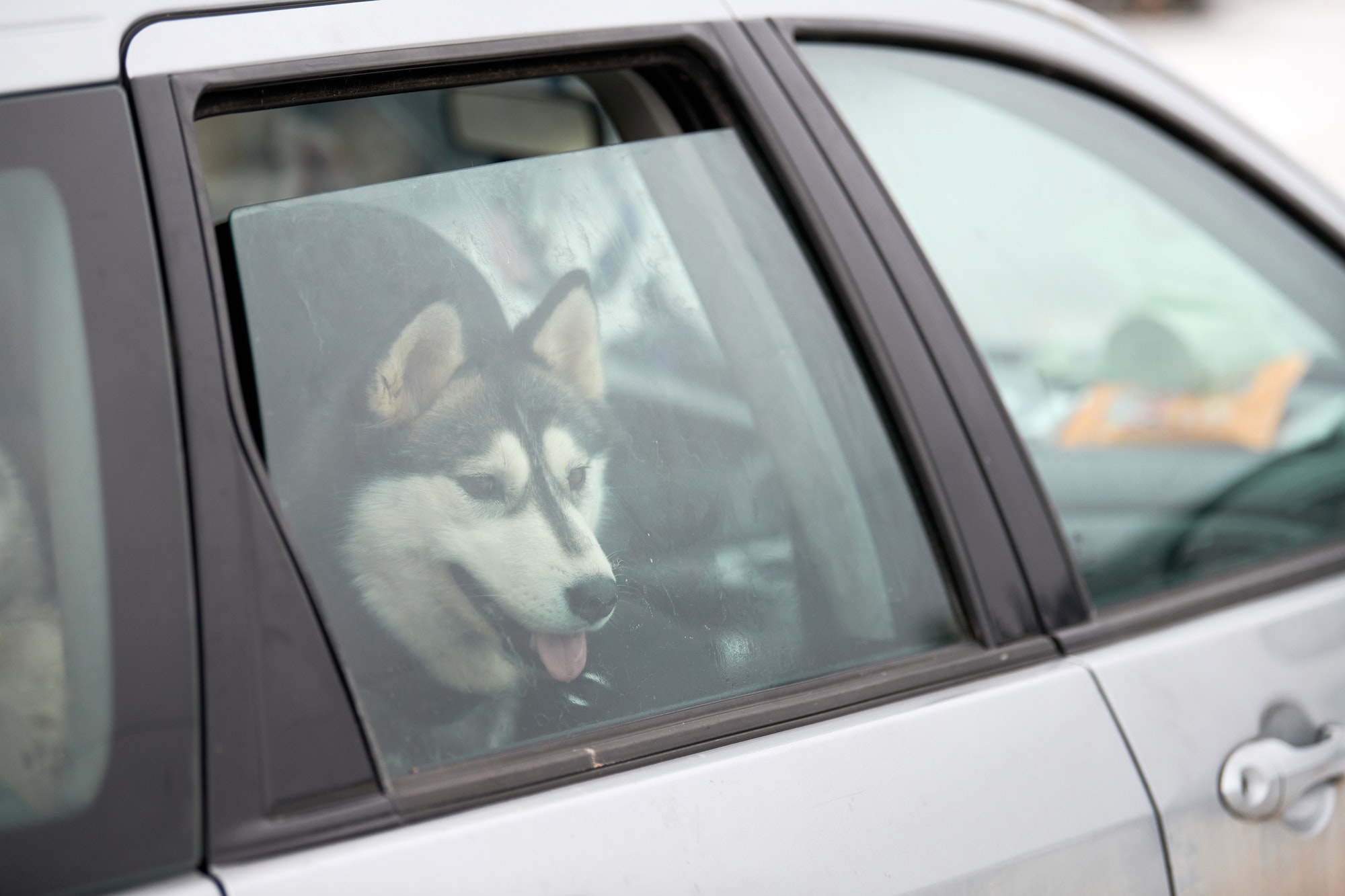 Chien husky dans une voiture